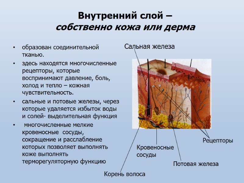 образован соединительной тканью.  здесь находятся многочисленные рецепторы, которые воспринимают давление, боль, холод и